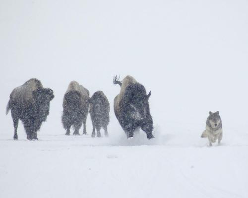 A bison chases a wolf through Hayden Valley