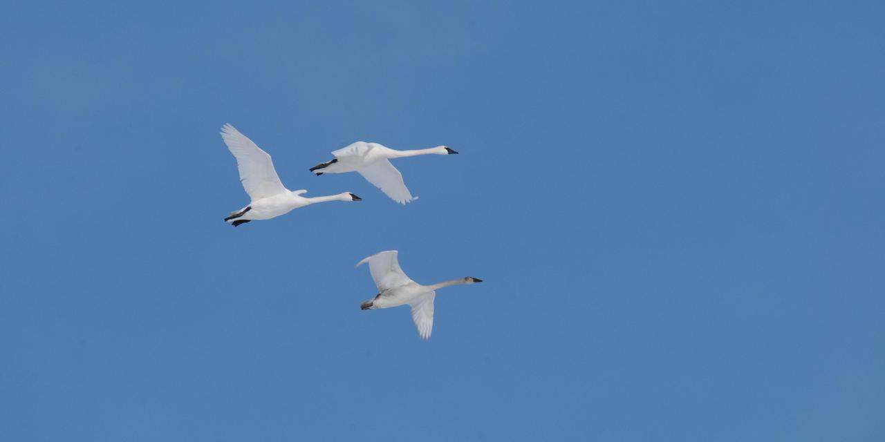 A family of swans in flight